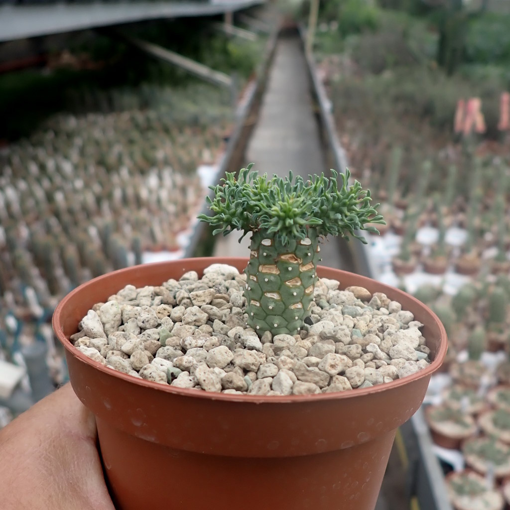 ユーフォルビア アトロビリディス 「レア、大株」 【公式通販】