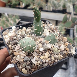 Opuntia fragilis   a Quarry in Colorado, USA    (dw)