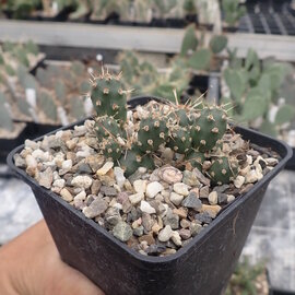 Opuntia fragilis Black Canyon  Black Canyon Gunnison, Colorado, USA, 2480 m    (dw)