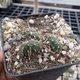 Opuntia fragilis   Cache Creek, BC, Kanada    (dw)