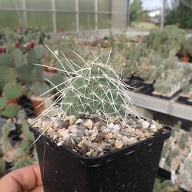 Opuntia polyacantha heacockii       (dw)