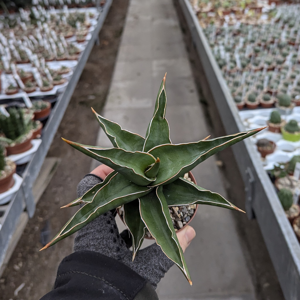 Sansevieria ehrenbergii Uhlig Kakteen Über 5000 verschiedene Arten
