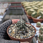 Copiapoa cinerea v. dealbata WK 743