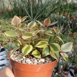 Crassula sarmentosa variegata