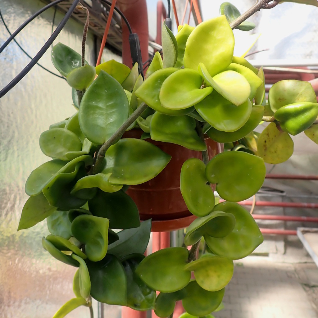 Hoya carnosa cv. Amore - Uhlig Kakteen - more than 5,000