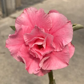 Adenium obesum Coral Pink Variegata CF 31  gepfr.