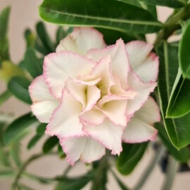 Adenium obesum Creme Rose  245  gepfr.