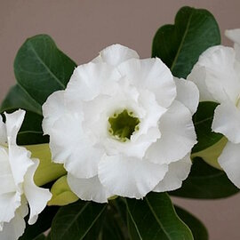 Adenium obesum White Butterfly  177  gepfr.