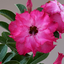 Adenium obesum Pink Butterfly  50  gepfr.