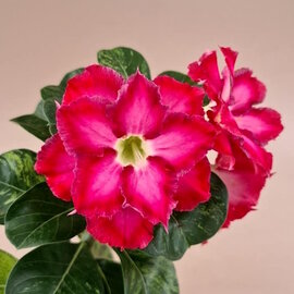 Adenium obesum Variegata Pink  335  gepfr.