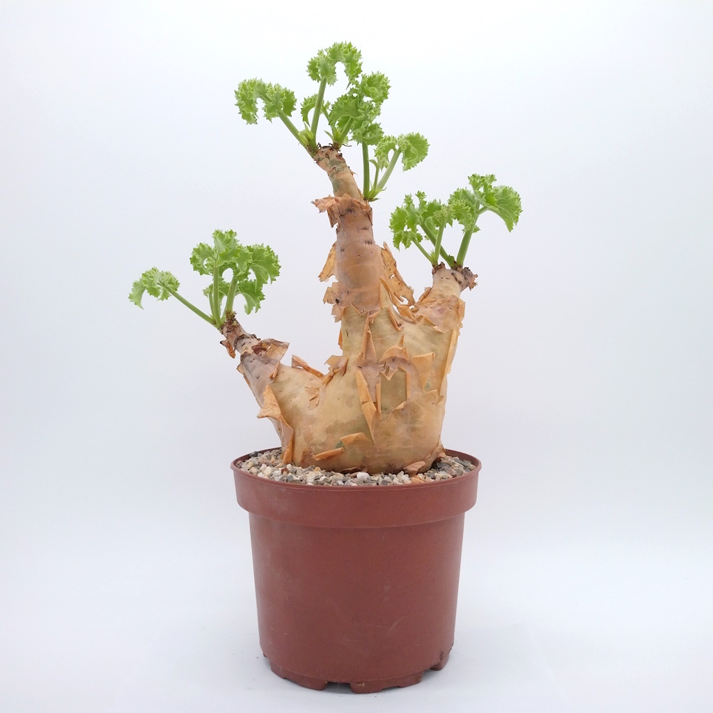 【ジョンストン＆マーフィー アリストクラフト】8 2E/ キャップトゥ 黒 日本製 ヴィンテージ Aristocraft Johnston & Murphy 中古 ds1074 Feds threaten funding for Calif. for not enforcing English