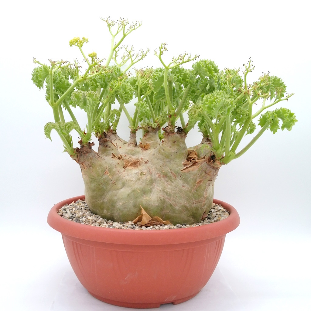 1円スタート】 Cyphostemma uter var. macropus ② / キフォステンマ