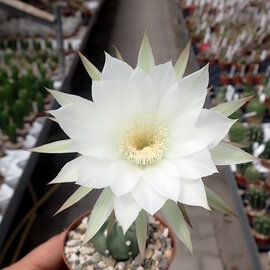 Echinopsis subdenudata