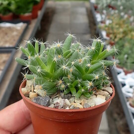 Trichodiadema densum
