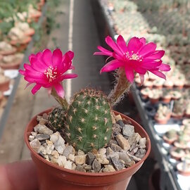 Chamaecereus silvestrii-Hybr. Lila