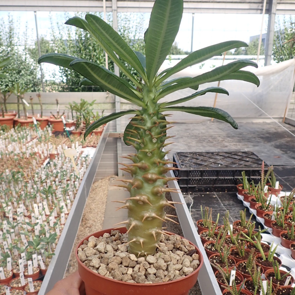 国内実生 パキポディウム アンボンゲンセ ambongense 3 パキポディウム アンボンゲンセ 3頭 | GREEN LUCK