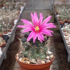 Mammillaria schumannii