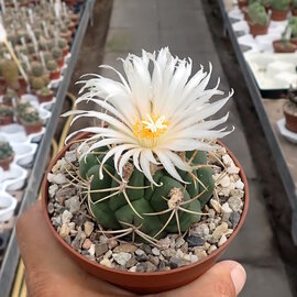 Thelocactus hexaedrophorus