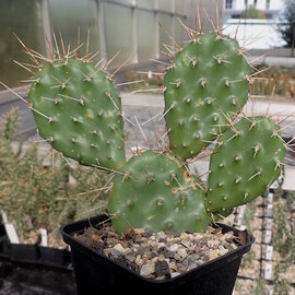 Opuntia polyacantha-Hybr.   La Sal Mnts., Utah, USA, 1950 m    (dw)