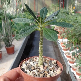 Dorstenia gigas   Sokotra, Jemen
