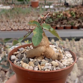 Euphorbia subapoda   Caudex