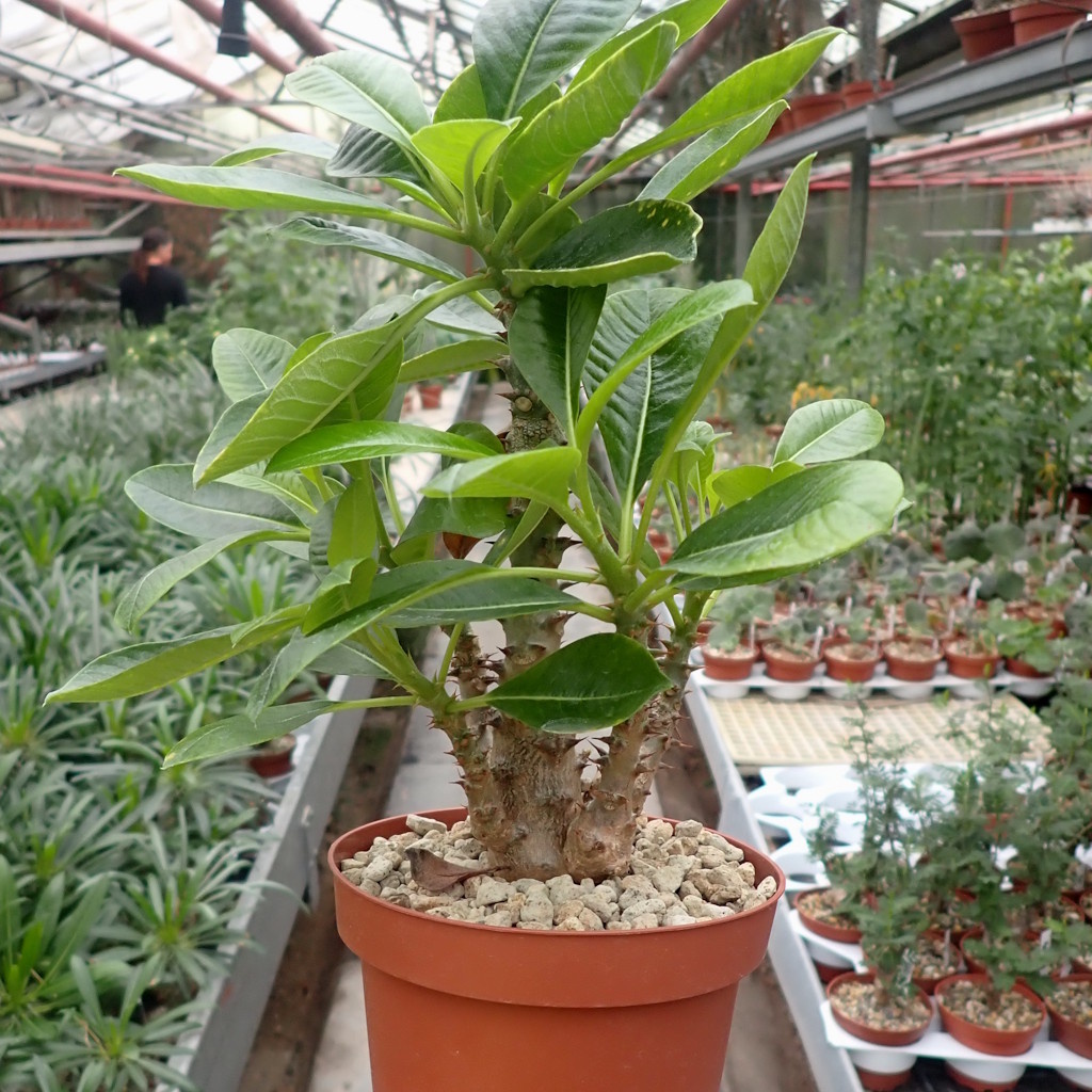 パキポディウム ウィンゾリー② 実生 塊根植物 Pachypodium windsorii