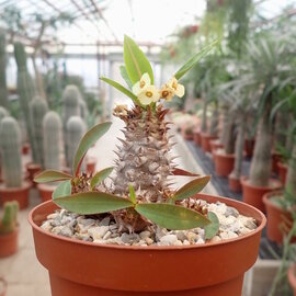 Euphorbia parvimedusa Thai-Hybr.   Caudex