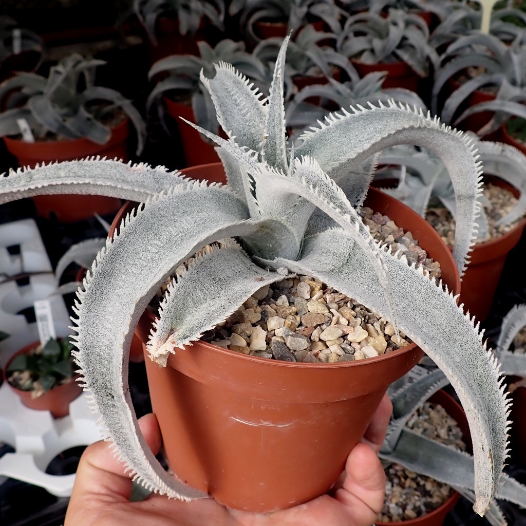 Dyckia marnier-lapostollei var. Bahia ブロメリア・エアープランツ