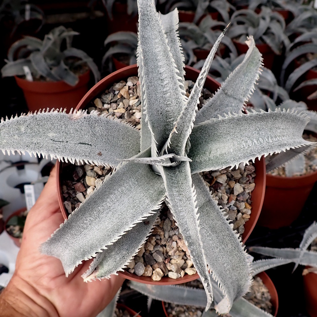 Dyckia marnier-lapostollei var. Bahia Dyckia marnier Dyckia marnier-lapostollei var. Bahia Dyckia marnier