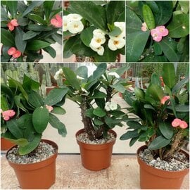 Angebot des Monats Euphorbia Hot Milii