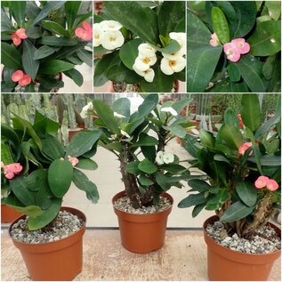 Angebot Euphorbia Hot Milii