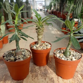 Angebot Mini Pachypodium
