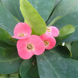 Euphorbia-Hybr. Pink Hot Milii