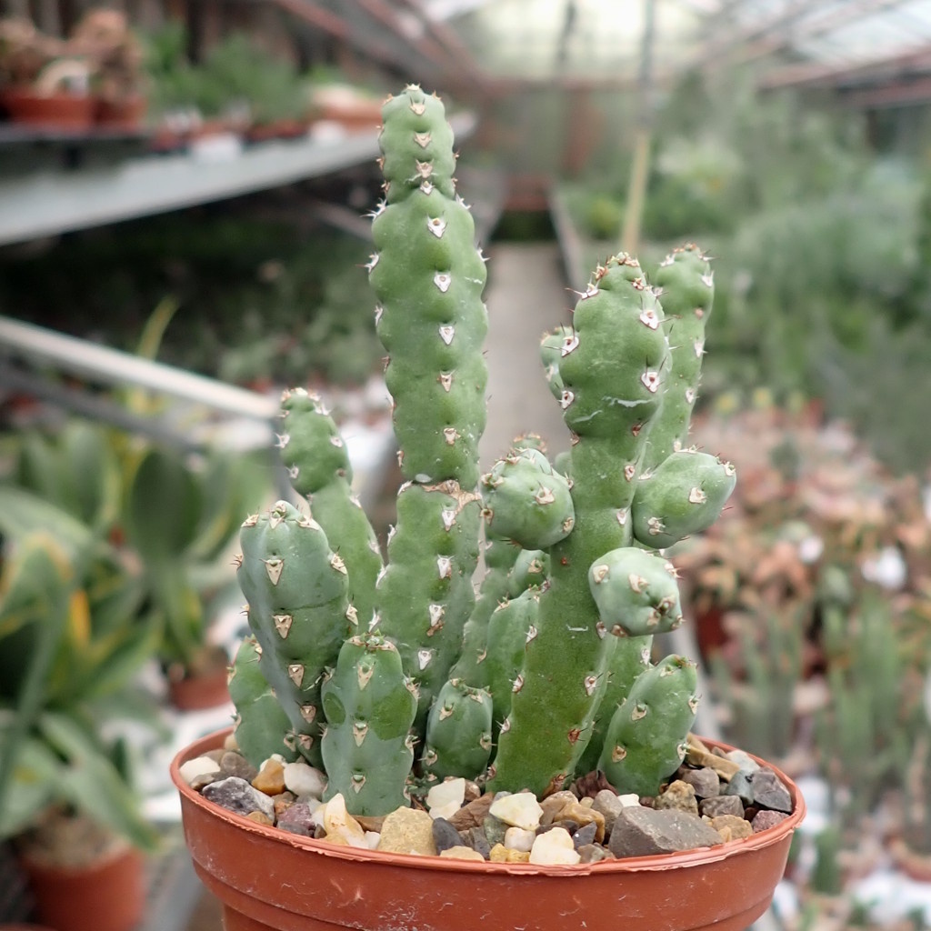 Jinsiy anal onalar eski buvilar Tatuirovka bilan porno yulduz