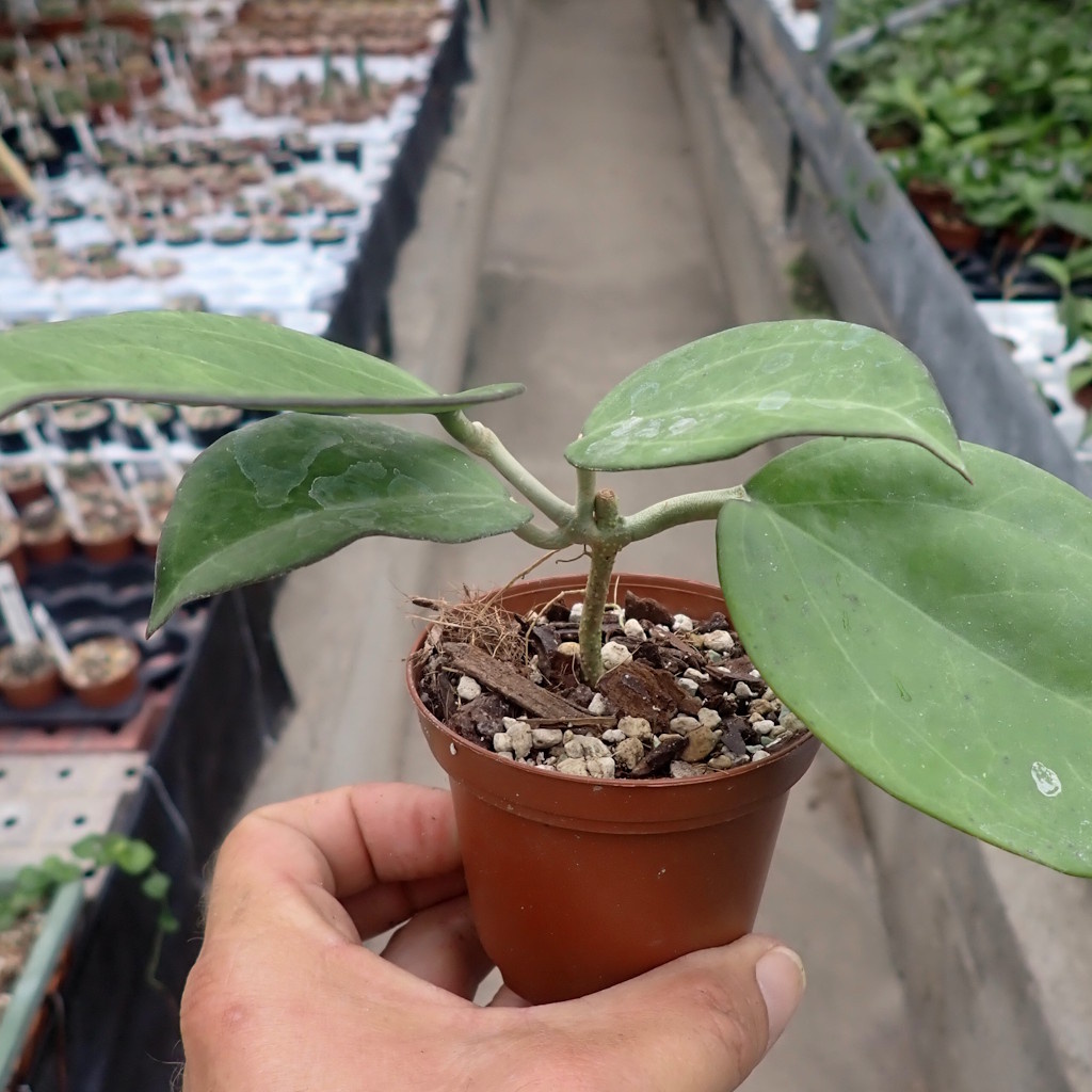 Hoya icensis 023 - Uhlig Kakteen - more than 5,000 different species