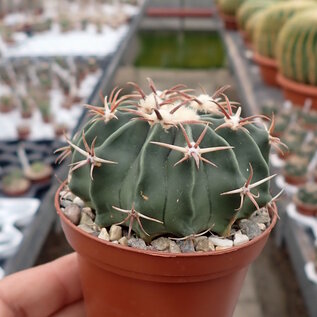Echinocactus texensis