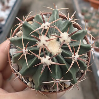 Echinocactus texensis
