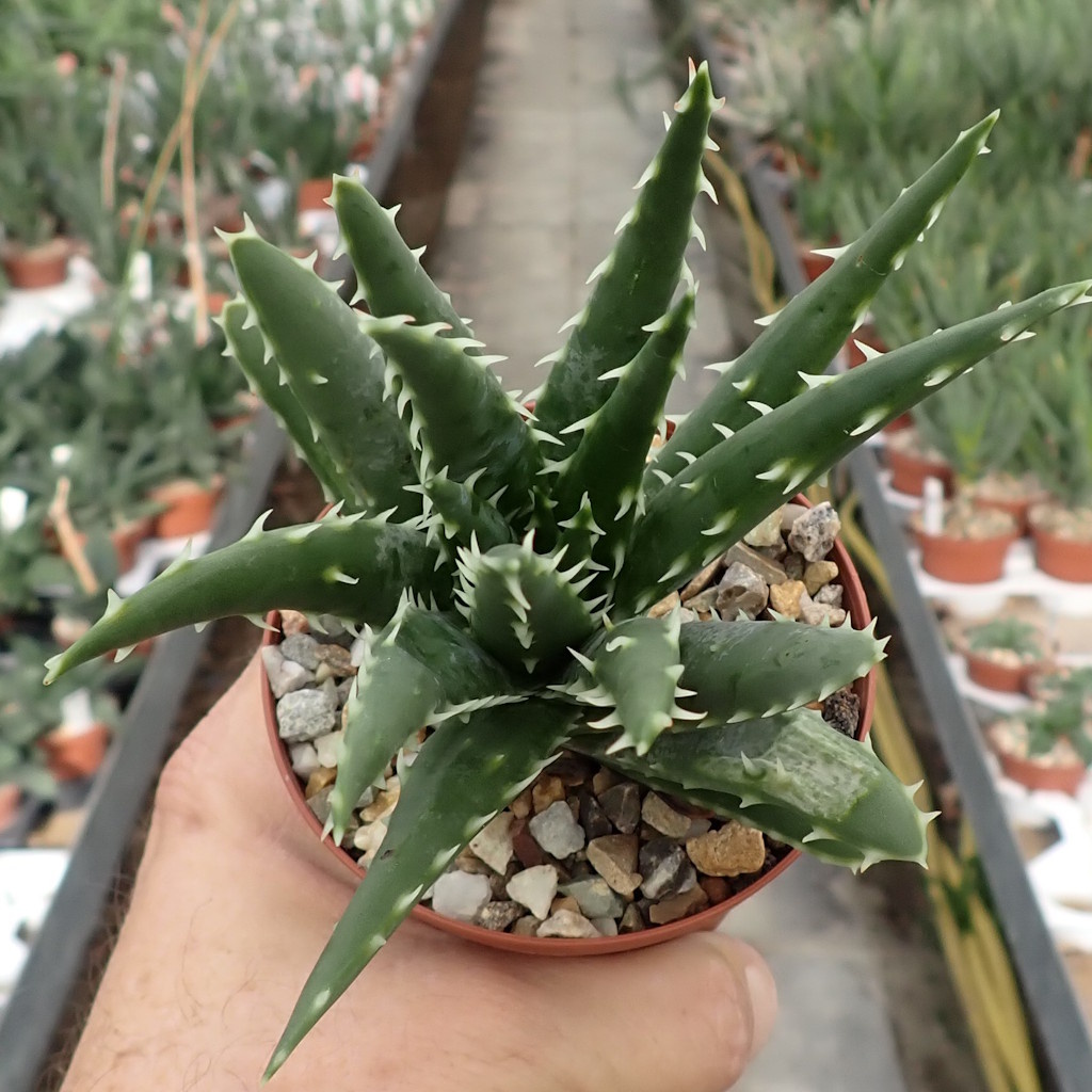 Forum: Erim oyogimga tegsa