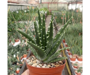 Femdom porno video toifalari