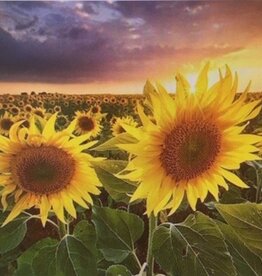 Diamond Painting zonnebloemen