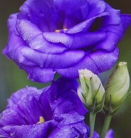 Diamond Paiting paarse rozen