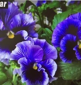 Diamond Painting viooltjes paars