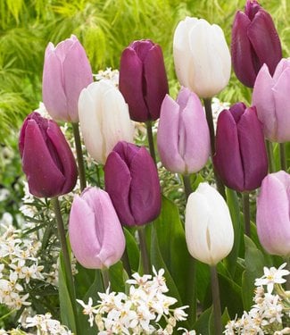 Tulipes de melange Purple Rain