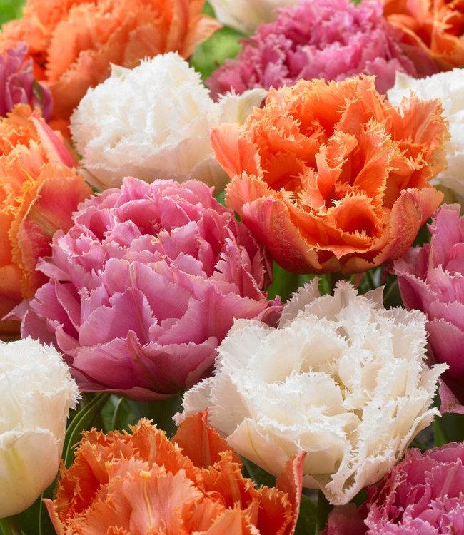Tulipan Candy Frills