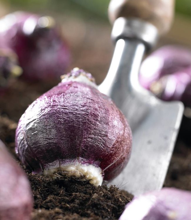 Hyacinthus Royal Navy