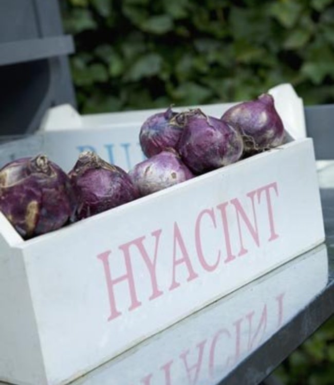 Hyacinthus Royal Navy