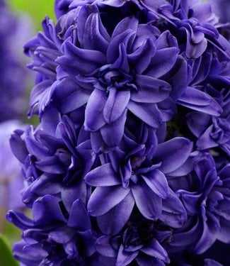 Hyacinth Royal Navy