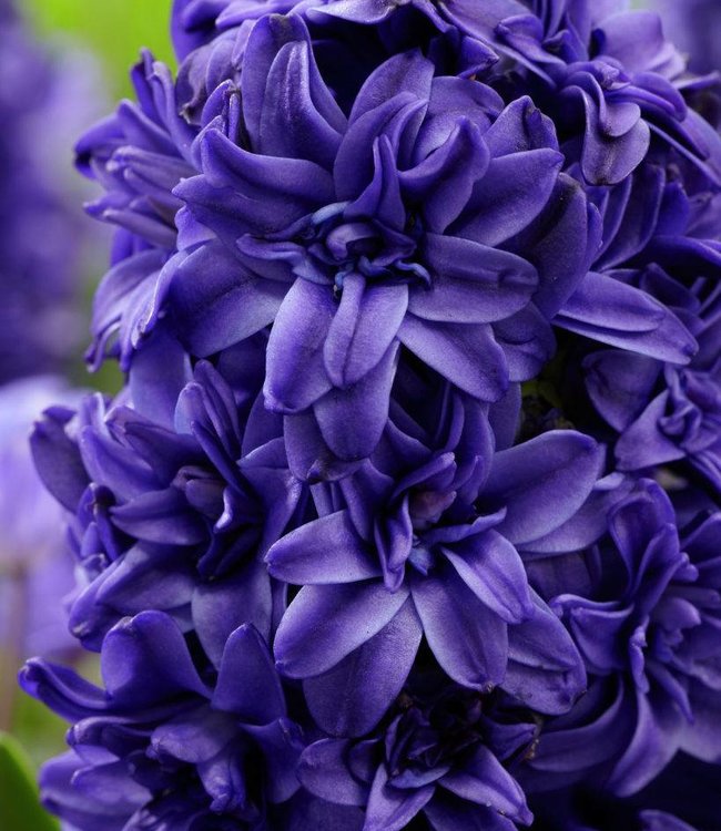 Hyacinthus Royal Navy