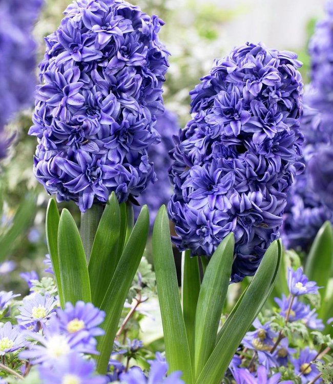 Hyacinthus Royal Navy