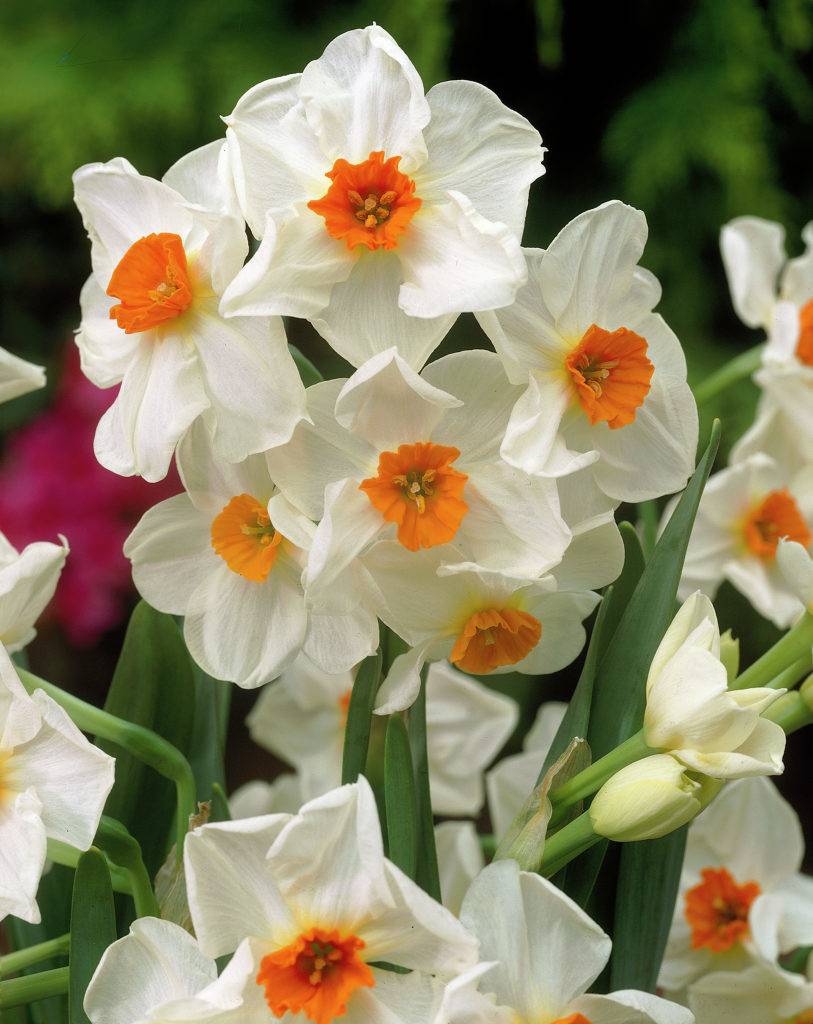 Narcissusbulbs Geranium - fragrant daffodil! - Tulip Store